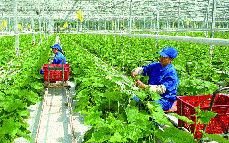 Nông nghiệp Việt Nam – cơ hội rộng mở cho việc làm nông nghiệp